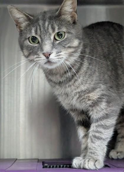 Mountaineer, a Adoptable Domestic Short Hair in Simcoe, ON image 2/3