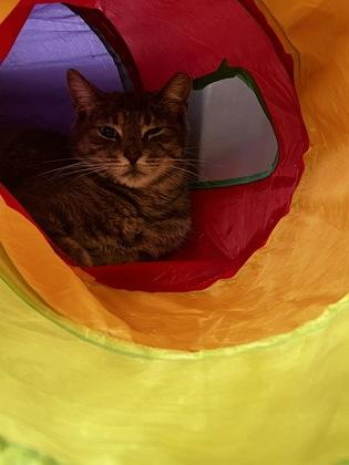 Enlarge Mountaineer, a Adoptable Domestic Short Hair in Simcoe, ON image 2/3