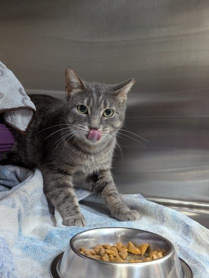 Mountaineer, a Adoptable Domestic Short Hair in Simcoe, ON image 3/3