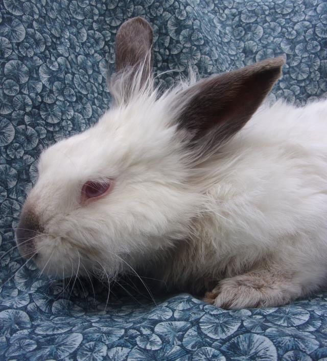 BOOTS, Adoptable, Adult Male Bunny Rabbit.