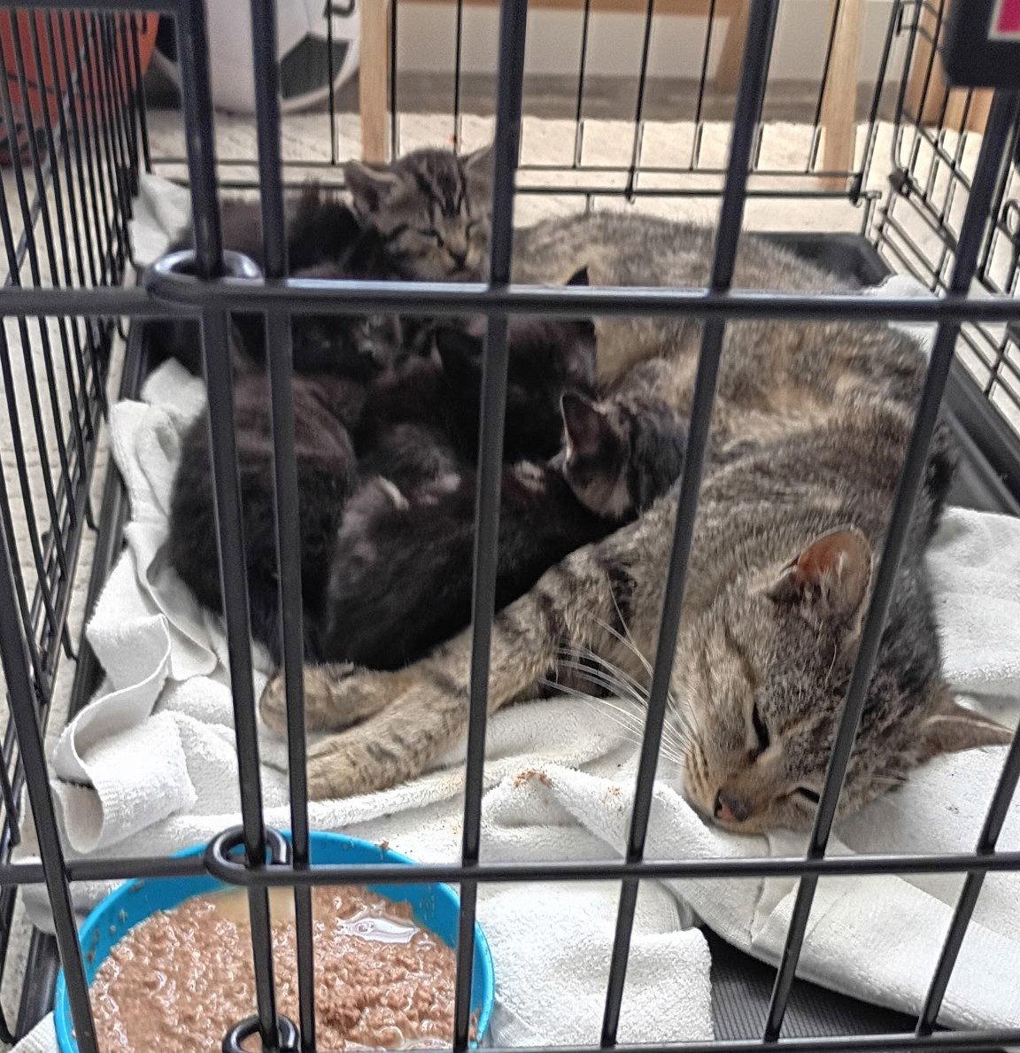 Zephyr (Zebie), Adoptable, Kitten Male Domestic Short Hair.