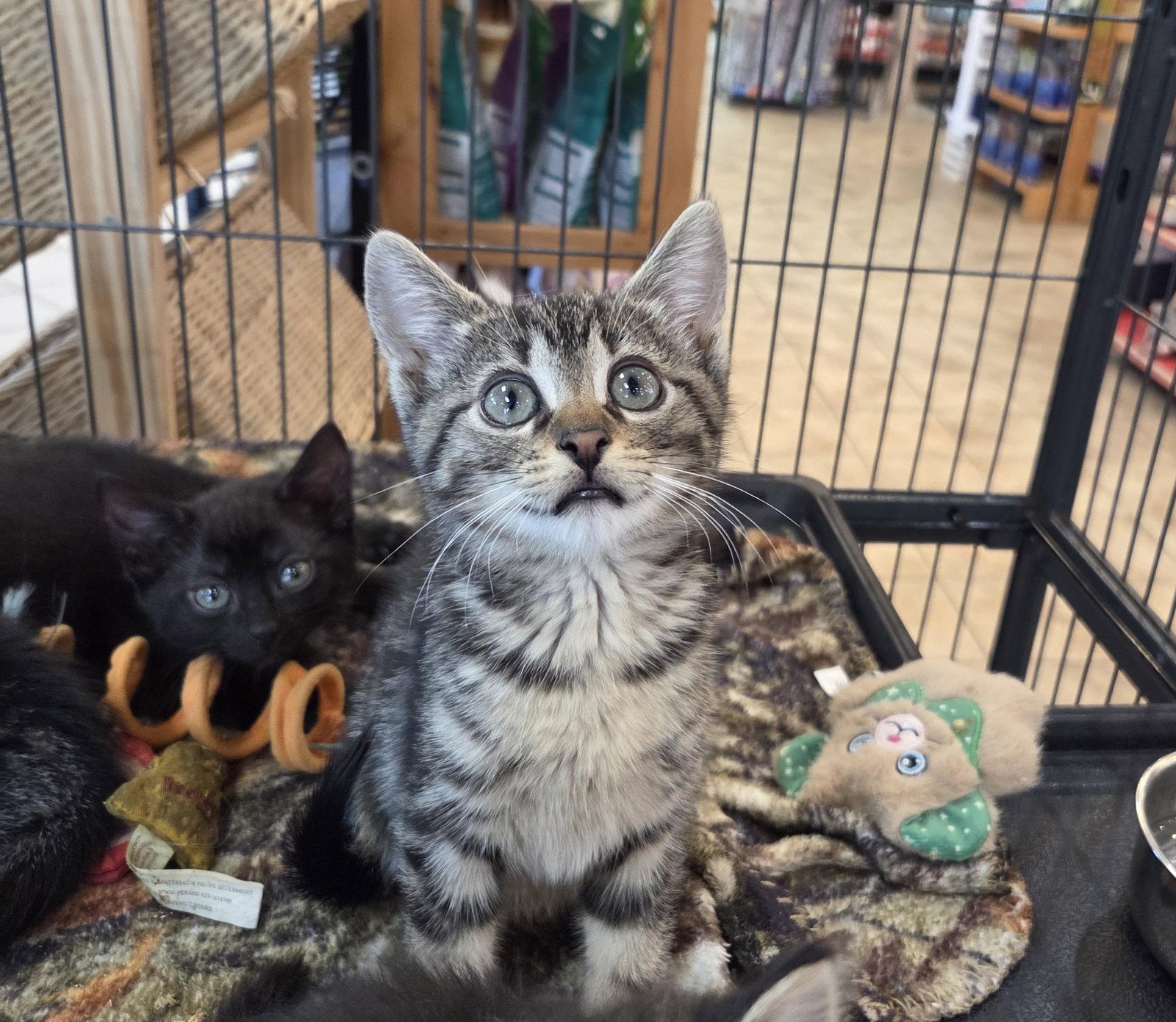 Zephyr (Zebie), a Adoptable Domestic Short Hair in Allentown, PA image 2/2