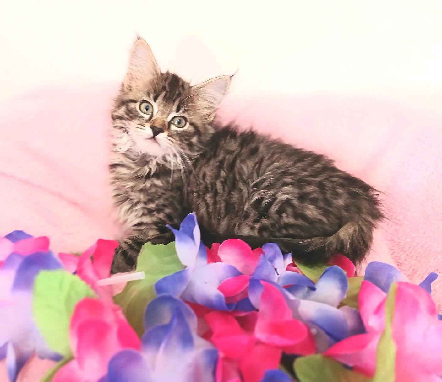Viviana Skye, adopted, Kitten Female Maine Coon.