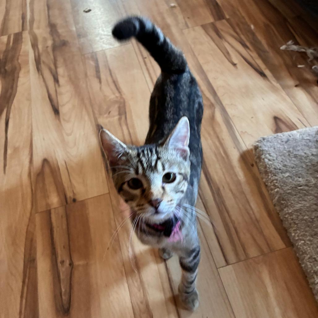 Agatha, a Adoptable Domestic Short Hair in Wichita, KS image 1/4