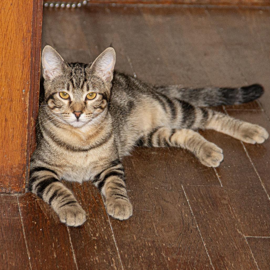 Enlarge Agatha, a Adoptable Domestic Short Hair in Wichita, KS image 2/6