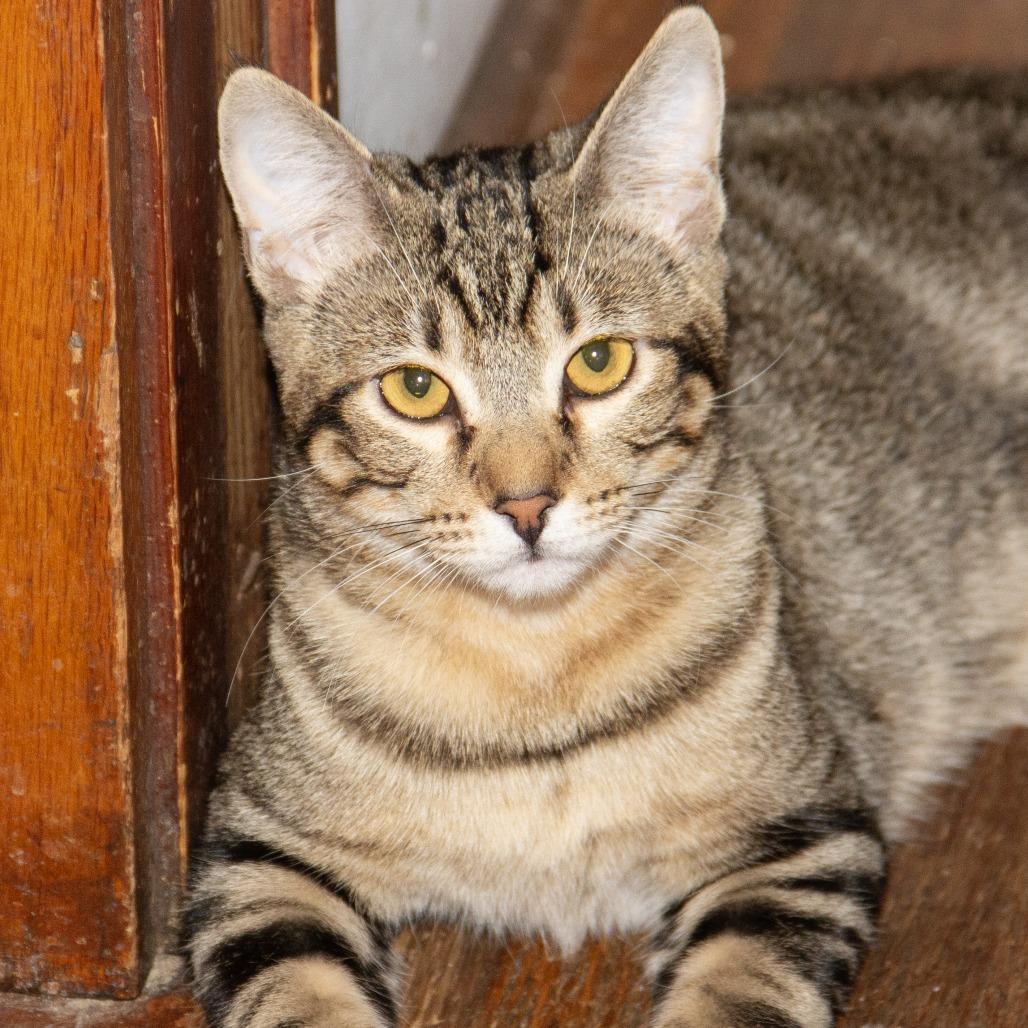 Enlarge Agatha, a Adoptable Domestic Short Hair in Wichita, KS image 4/6