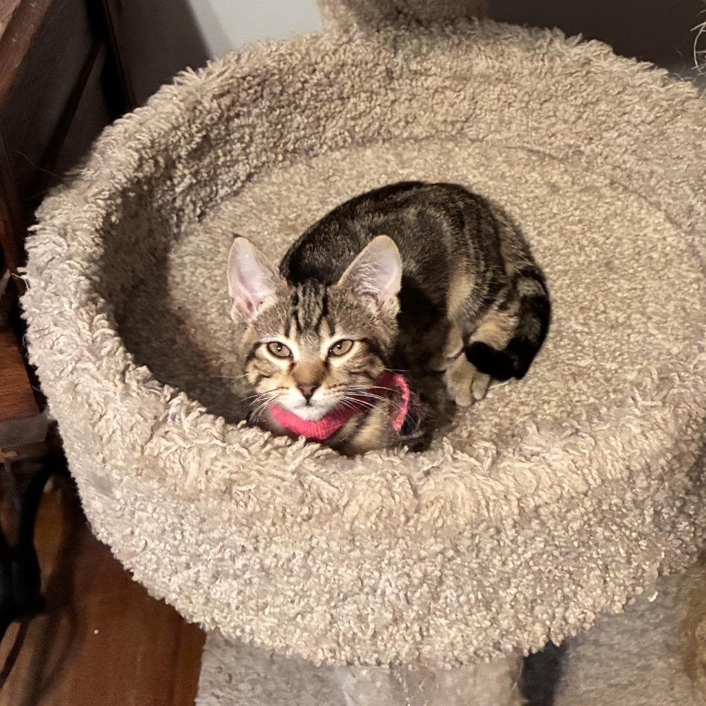 Agatha, a Adoptable Domestic Short Hair in Wichita, KS image 3/4