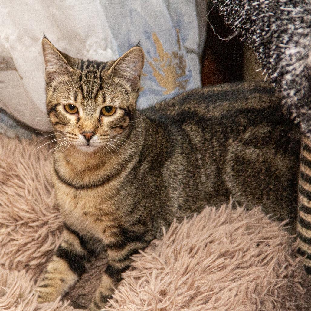 Enlarge Agatha, a Adoptable Domestic Short Hair in Wichita, KS image 6/6