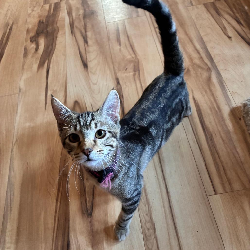 Agatha, a Adoptable Domestic Short Hair in Wichita, KS image 4/4