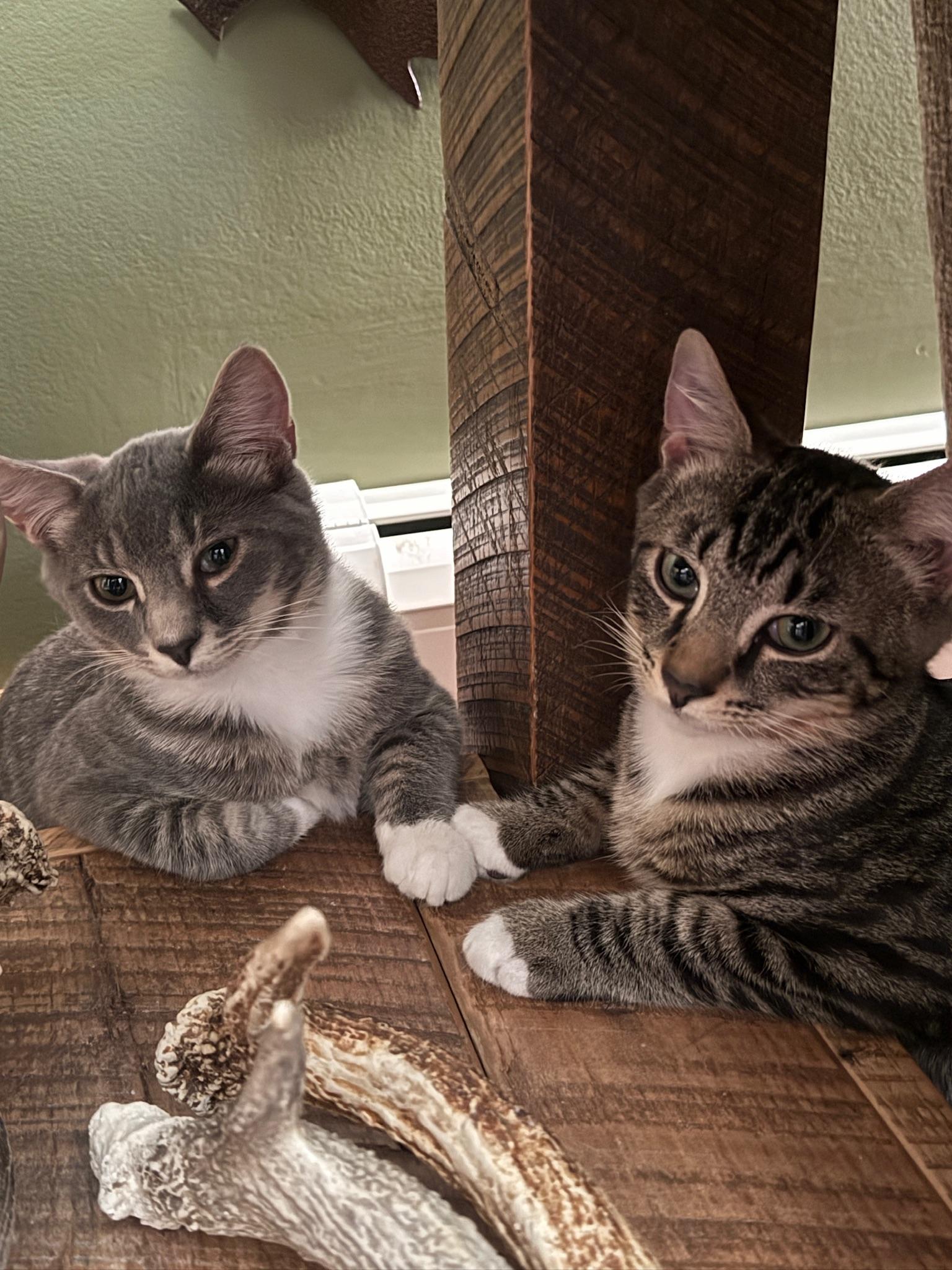 Crash and Crackle, a Adoptable mixed breed in Hartville, OH image 2/6