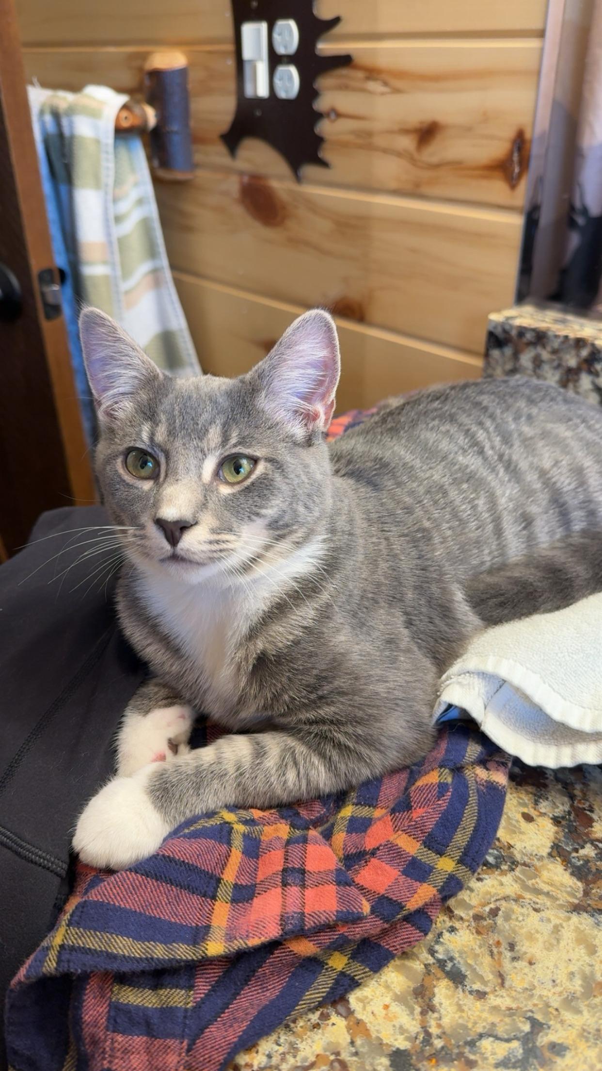 Crash and Crackle, a Adoptable mixed breed in Hartville, OH image 3/6