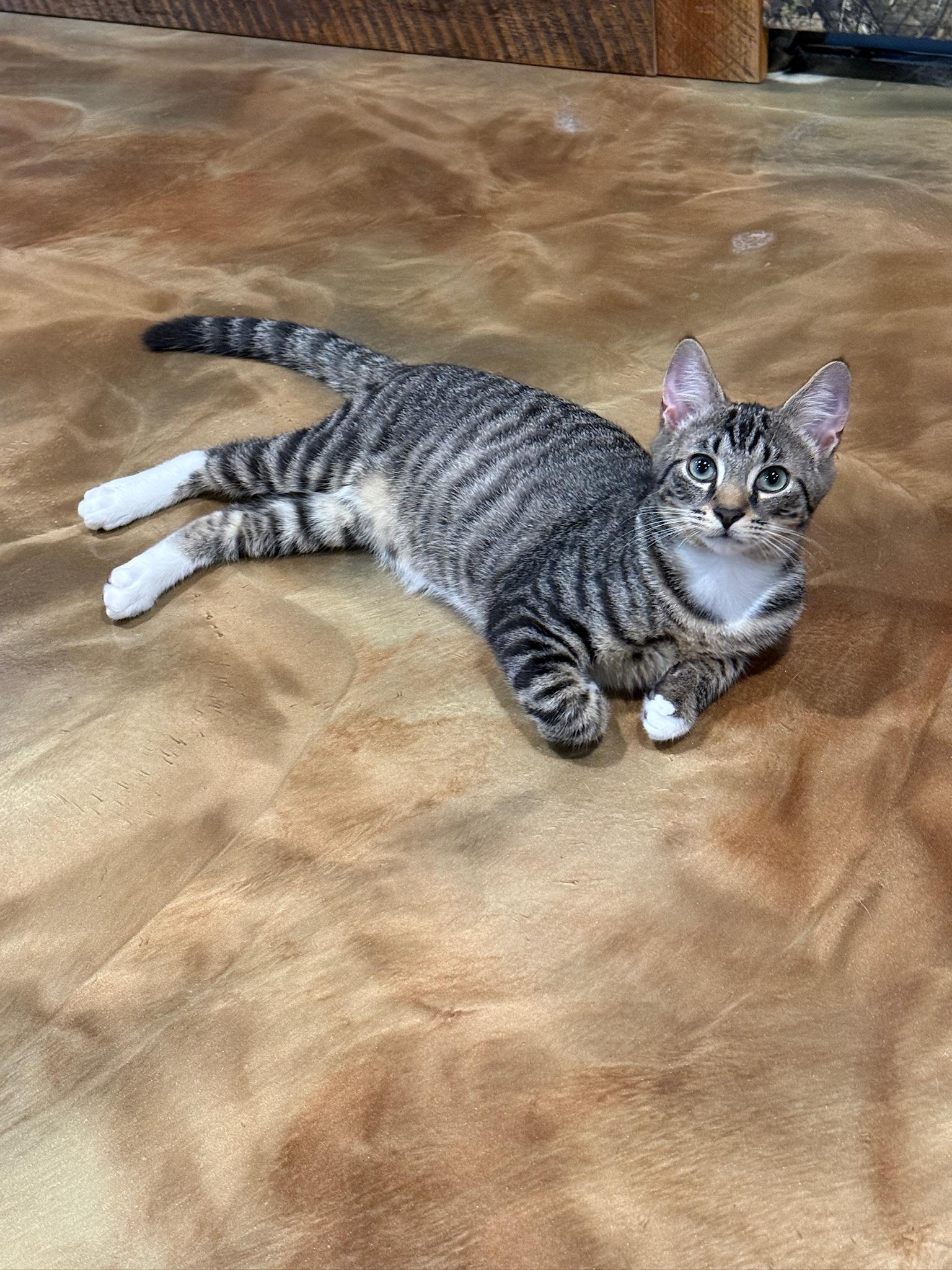 Crash and Crackle, a Adoptable mixed breed in Hartville, OH image 4/6