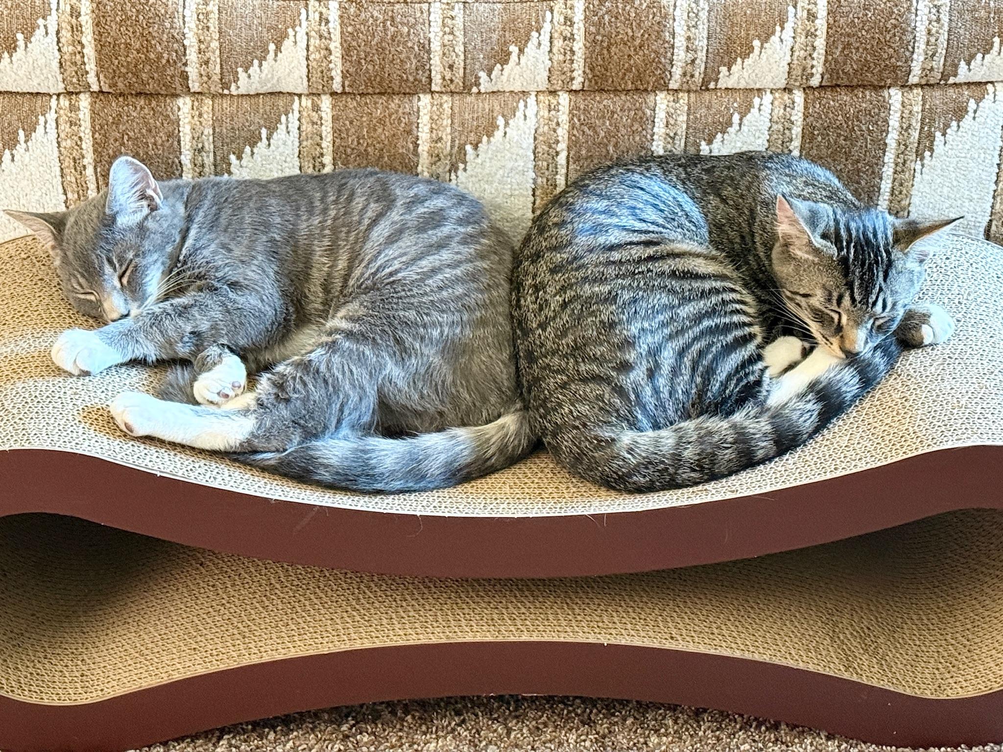 Crash and Crackle, Adoptable, Young Male Domestic Short Hair.