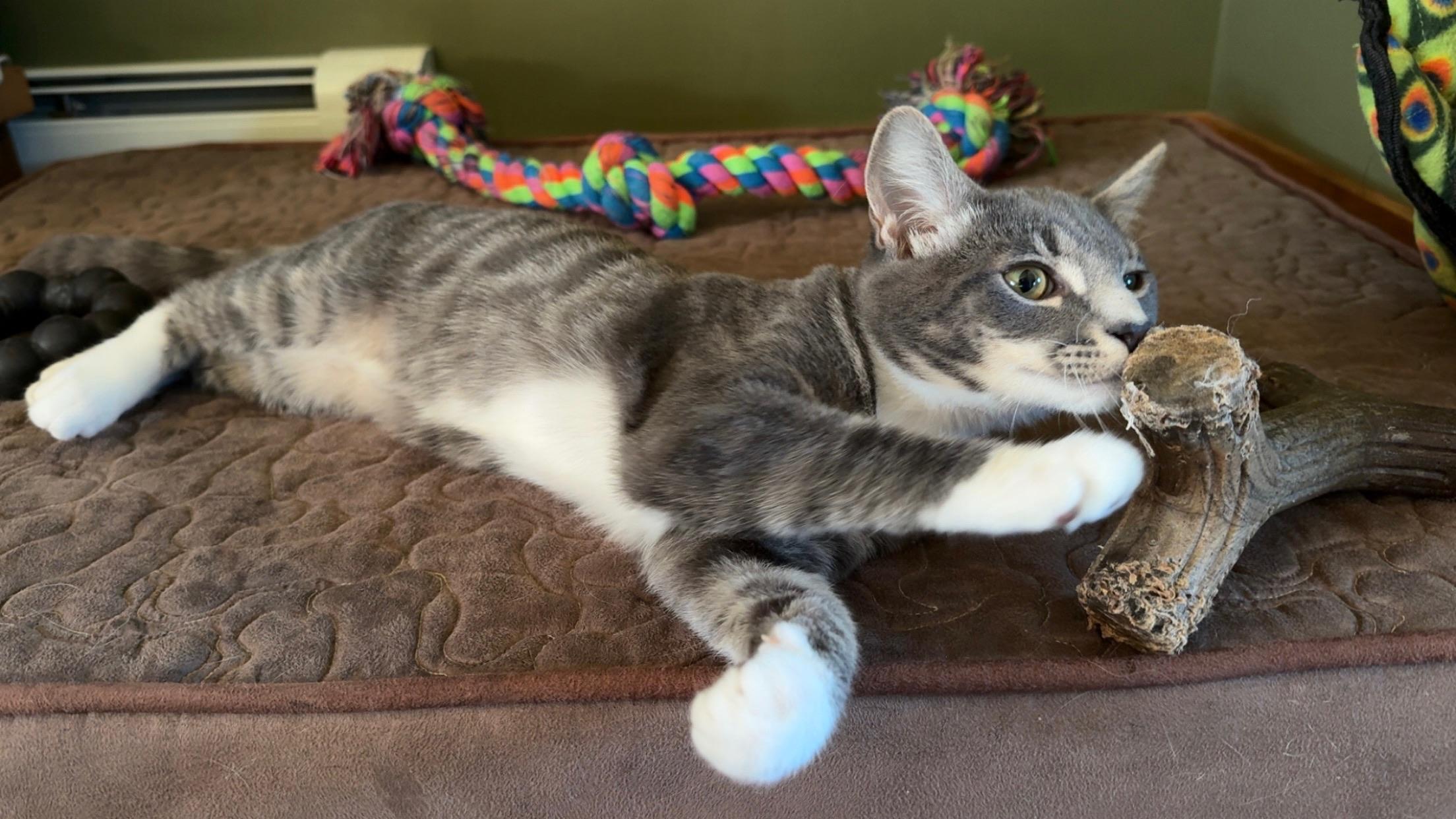 Crash and Crackle, a Adoptable mixed breed in Hartville, OH image 5/6