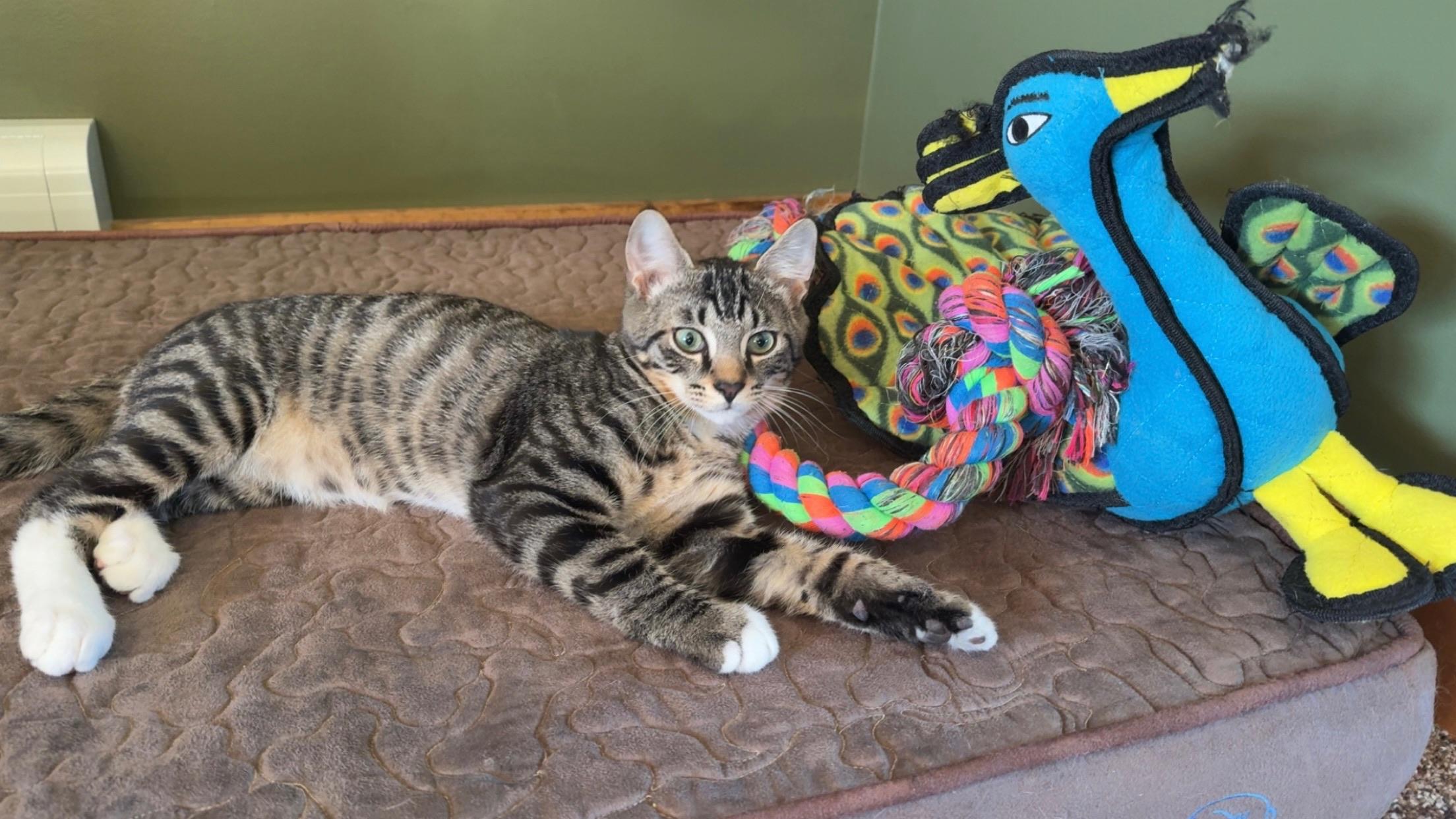 Crash and Crackle, a Adoptable mixed breed in Hartville, OH image 6/6