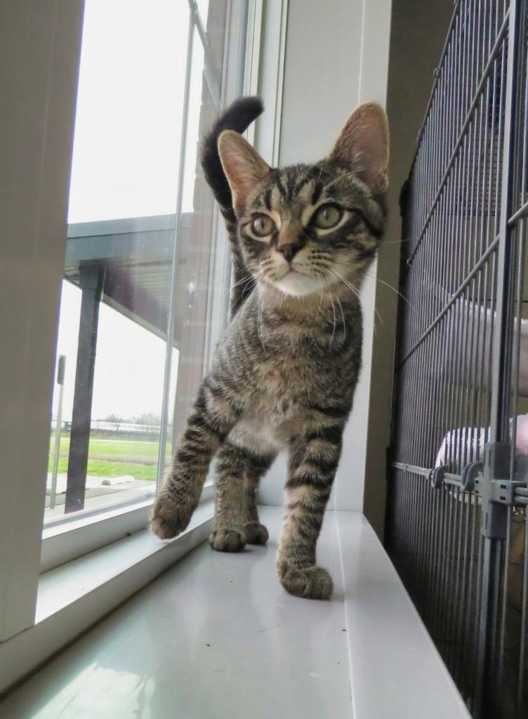 Enlarge Earl of Kilmartin, a Adoptable mixed breed in Van Wert, OH image 1/2