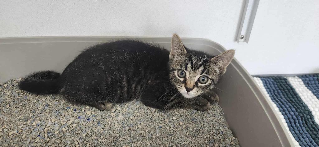 Enlarge Earl of Kilmartin, a Adoptable mixed breed in Van Wert, OH image 2/2