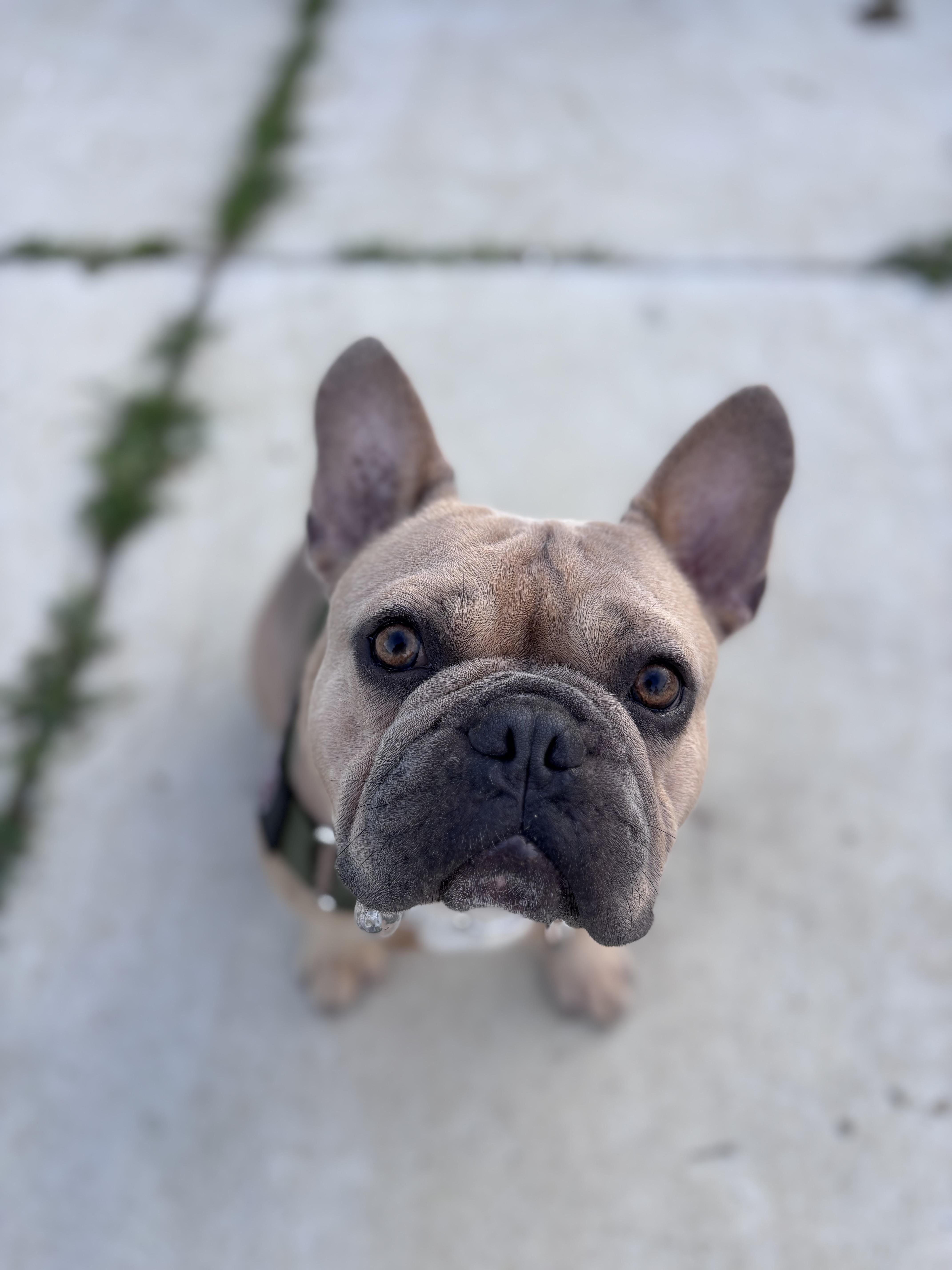 Roman, ADOPTABLE, Young Male French Bulldog.
