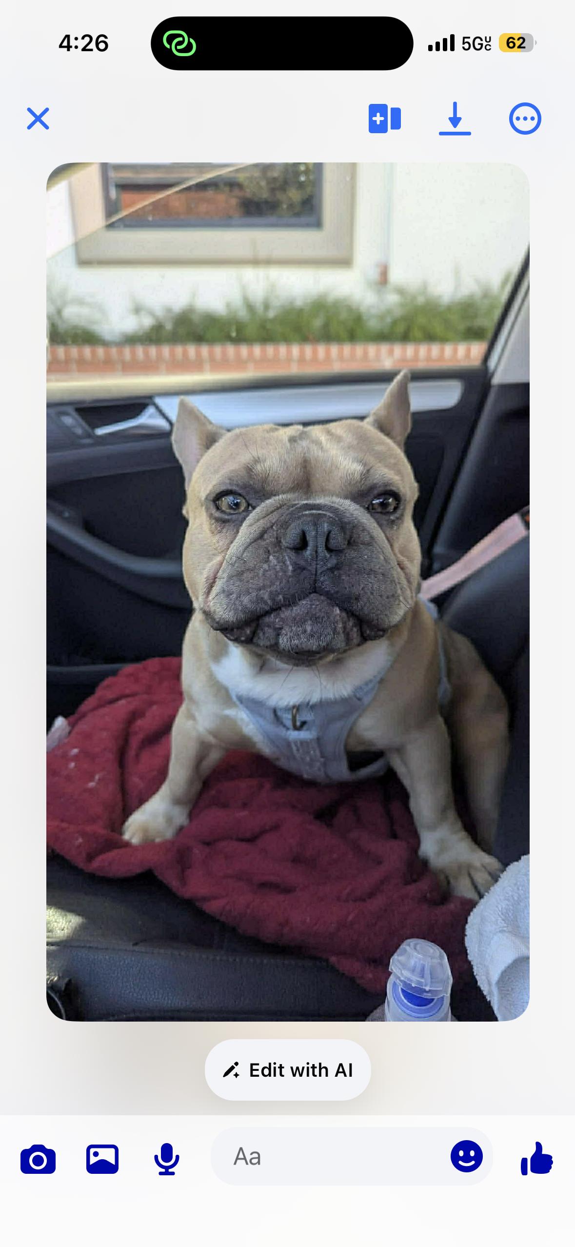 Enlarge Roman, a ADOPTABLE French Bulldog in Corona, CA image 3/3