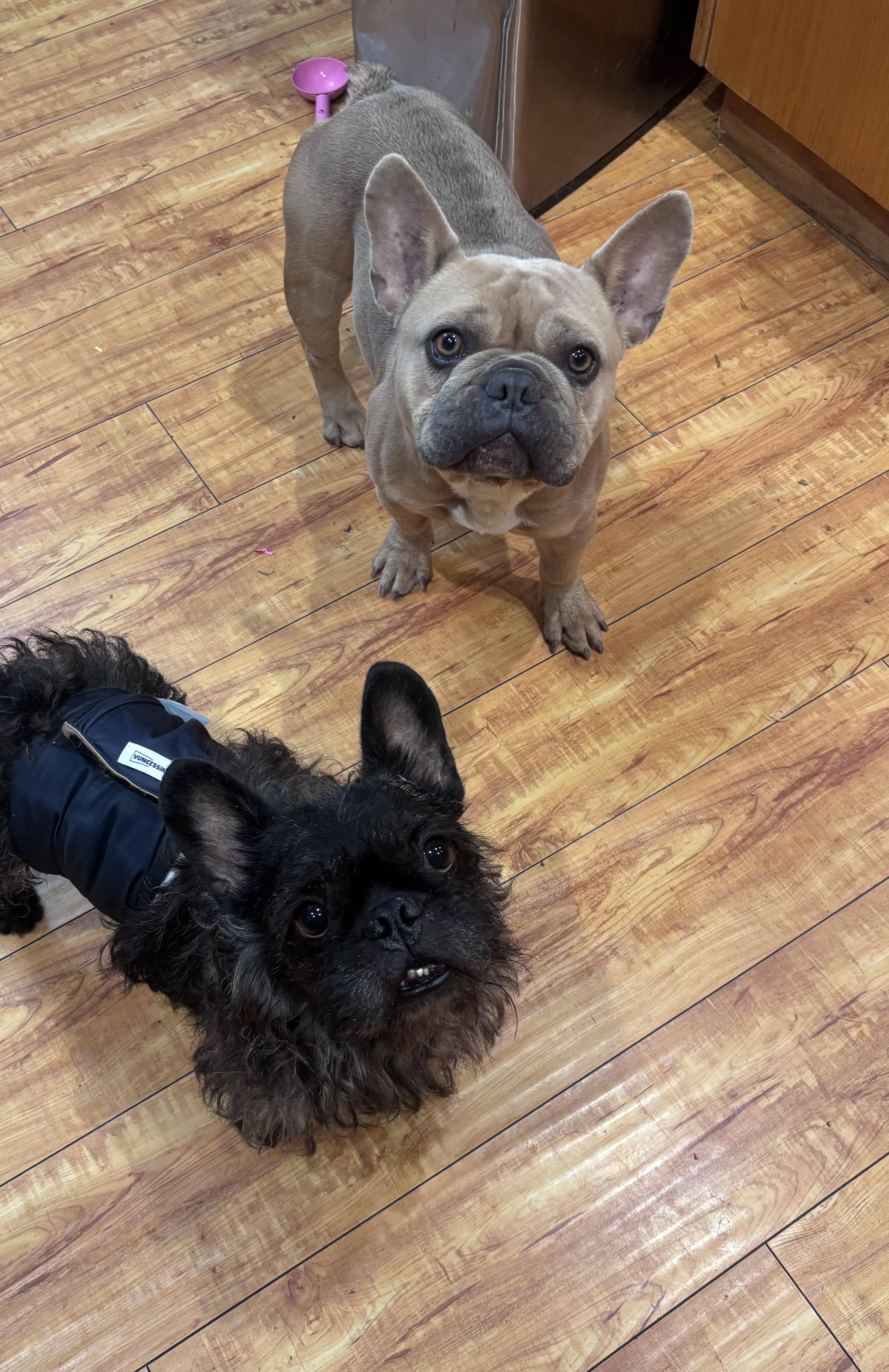 Enlarge Roman, a ADOPTABLE French Bulldog in Corona, CA image 2/2