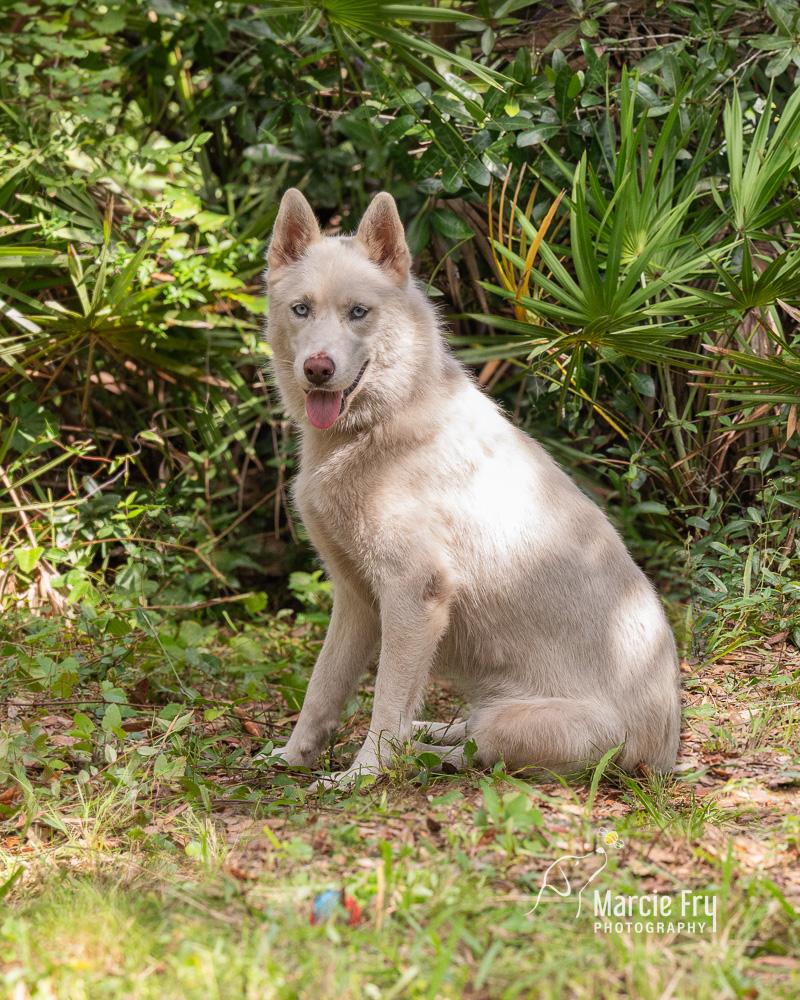Katy, ADOPTABLE, Adult Female Siberian Husky.
