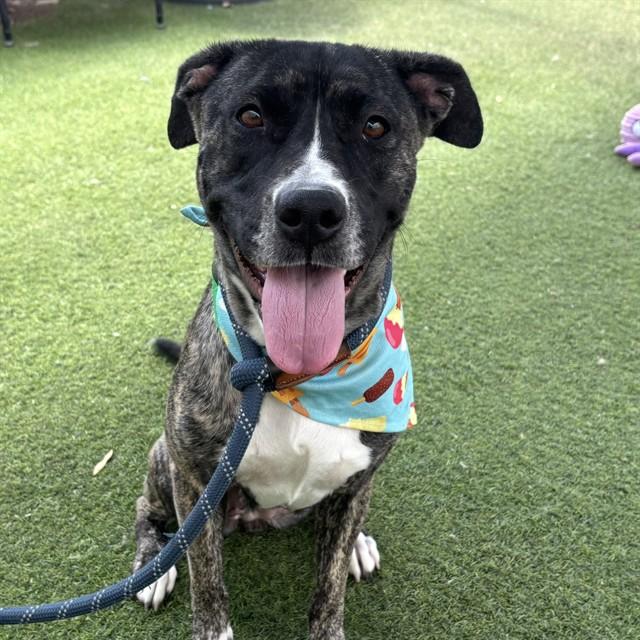 TRINITY, Adoptable, Young Female Pit Bull Terrier & Mixed Breed.