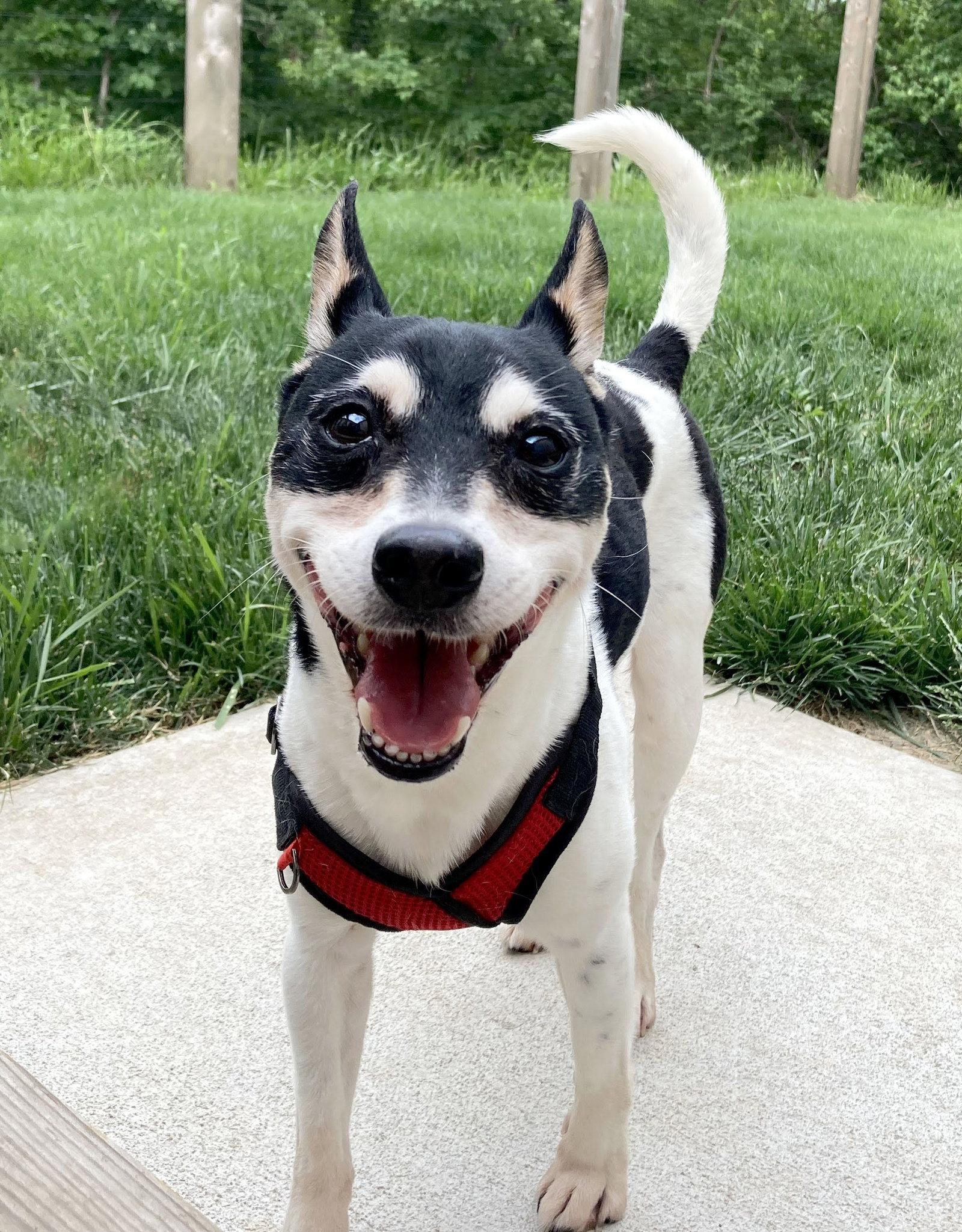 Enlarge Barnaby, a Adoptable Rat Terrier in Kansas City, MO image 2/3