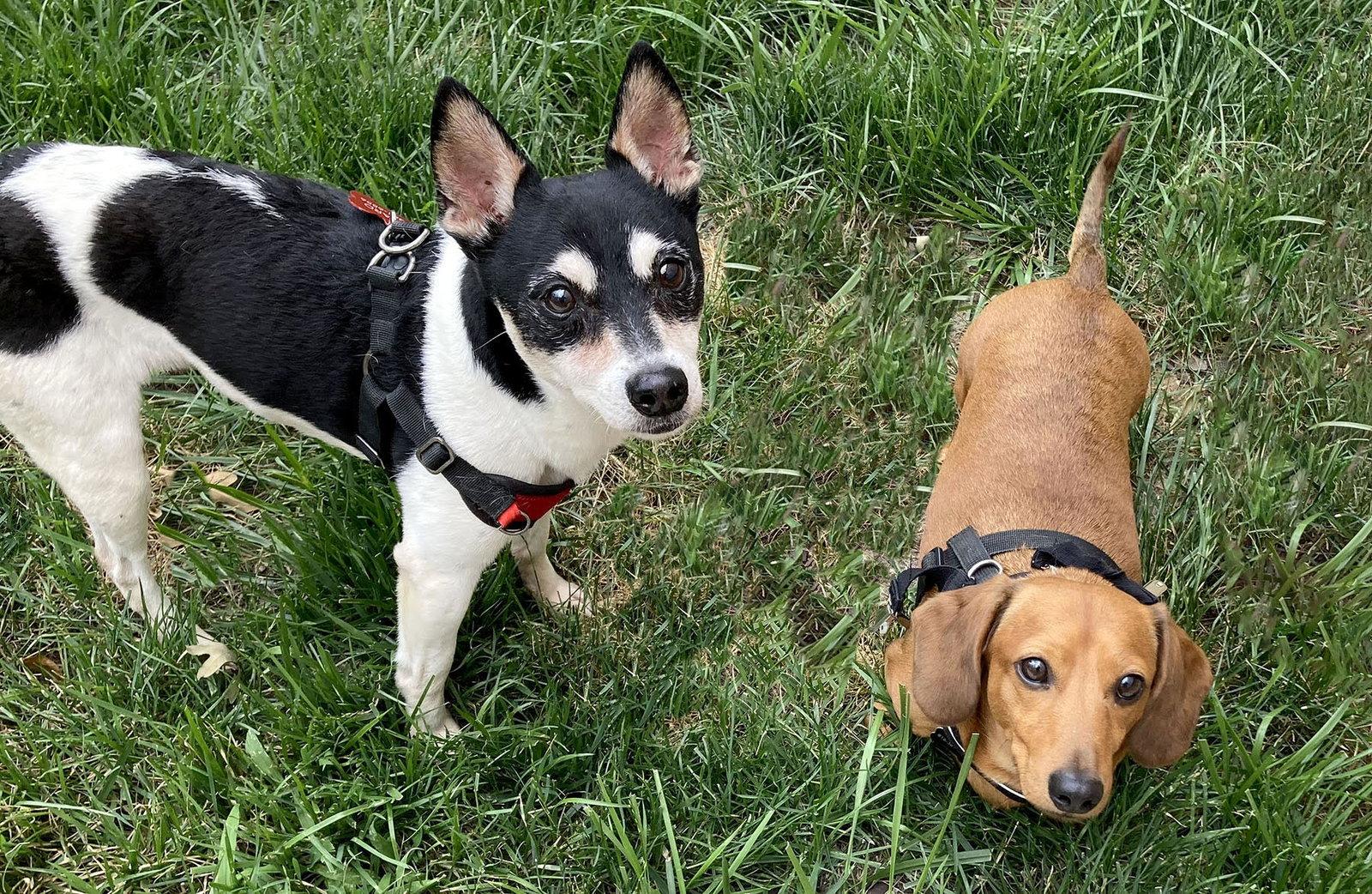 Enlarge Barnaby, a Adoptable Rat Terrier in Kansas City, MO image 3/3