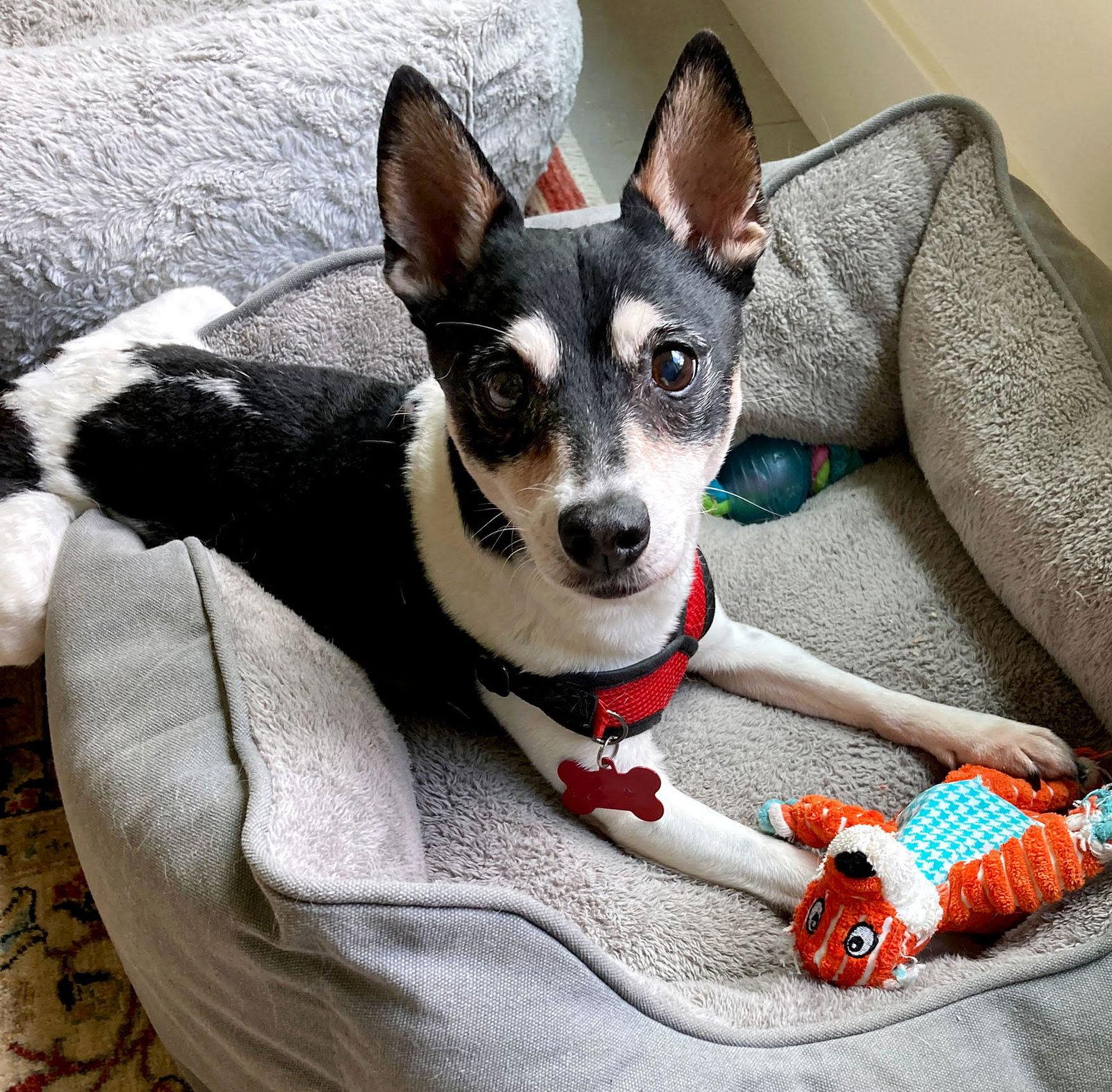 Barnaby, Adoptable, Senior Male Rat Terrier.