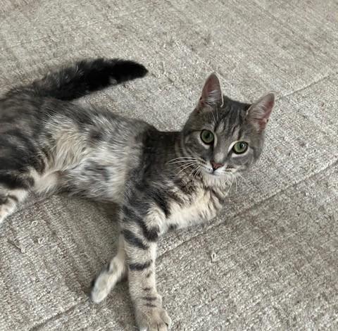 Enlarge Evie, a ADOPTABLE American Shorthair in New York, NY image 3/5