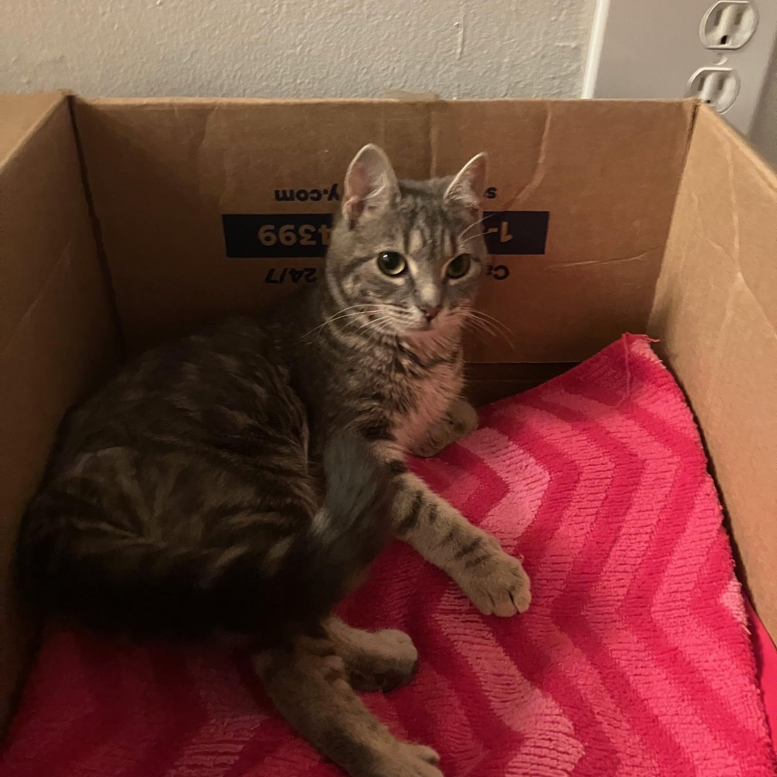 Enlarge Evie, a ADOPTABLE American Shorthair in New York, NY image 2/5