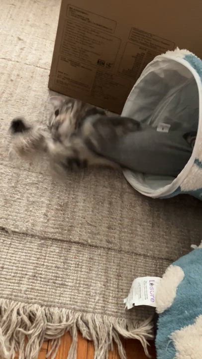 Enlarge Evie, a ADOPTABLE American Shorthair in New York, NY video 5/5