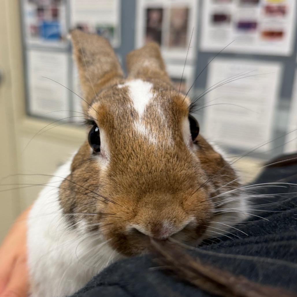 Patches, a Adoptable Bunny Rabbit in Murray, UT image 1/2