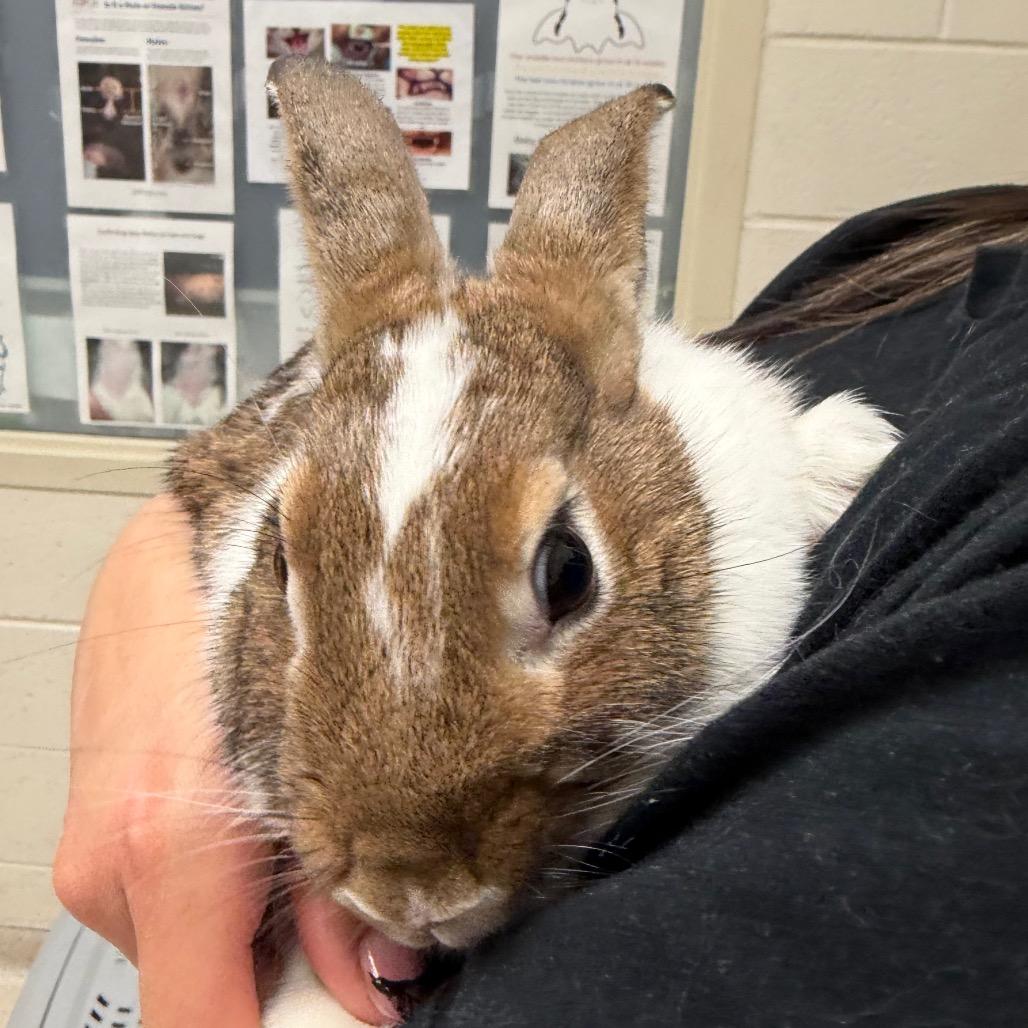 Patches, a Adoptable Bunny Rabbit in Murray, UT image 2/2