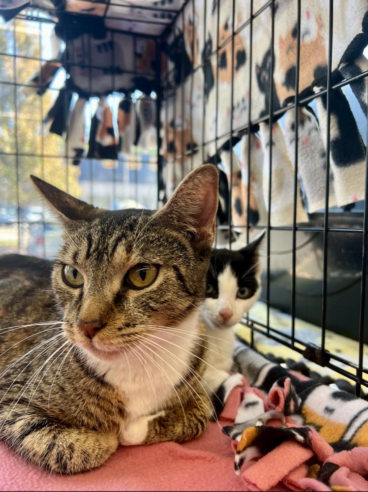 Autumn, Adoptable, Young Female Domestic Short Hair.