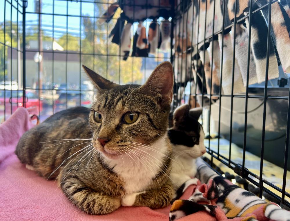 Autumn, Adoptable, Young Female Domestic Short Hair.