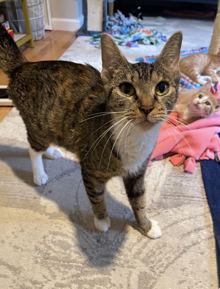 Autumn, a Adoptable mixed breed in Oradell, NJ image 3/4