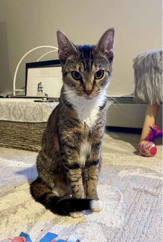 Autumn, a Adoptable mixed breed in Oradell, NJ image 4/4