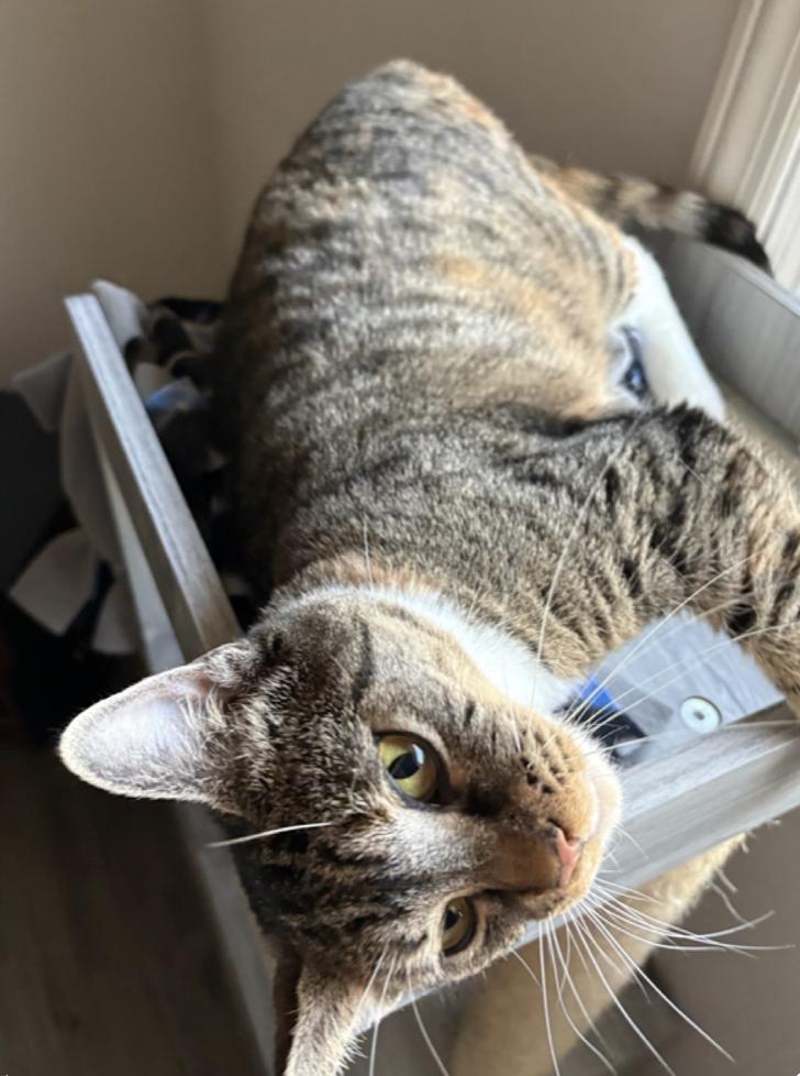 Enlarge Autumn, a Adoptable mixed breed in Oradell, NJ image 3/3