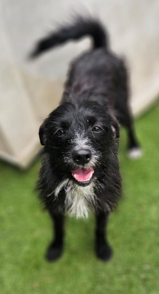 Oreo, Adoptable, Young Female Terrier.