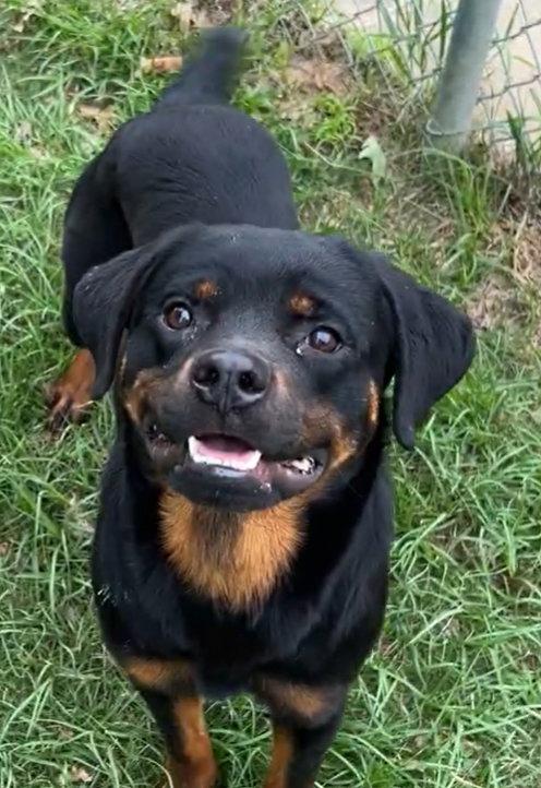 Tyrone, a Adoptable Rottweiler in Hillsboro, NH image 1/3