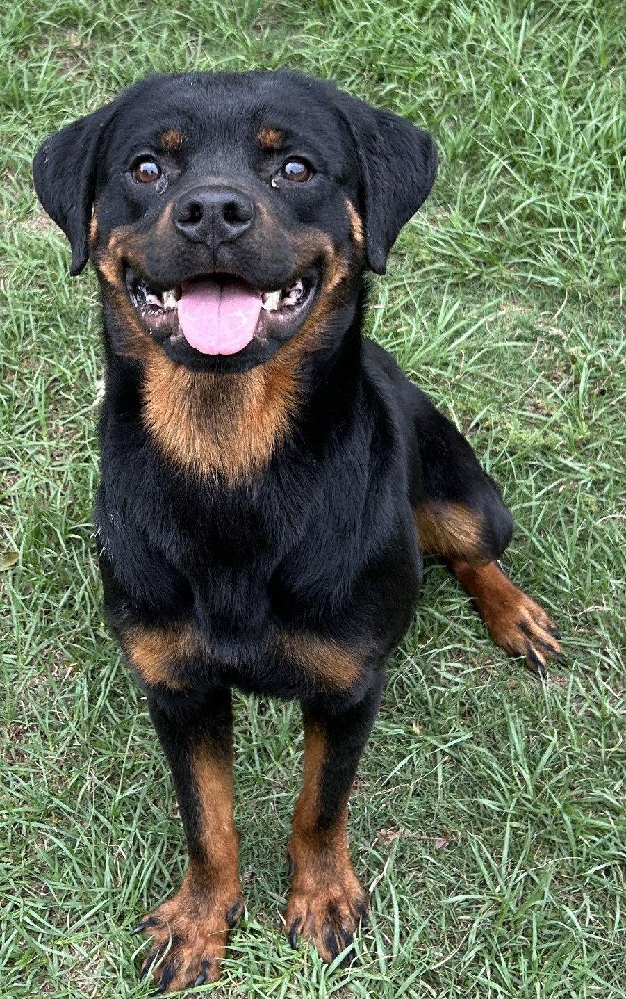 Tyrone, a Adoptable Rottweiler in Hillsboro, NH image 2/3