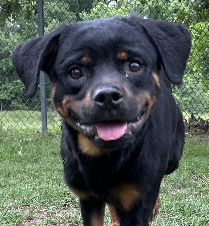 Tyrone, a Adoptable Rottweiler in Hillsboro, NH image 3/3