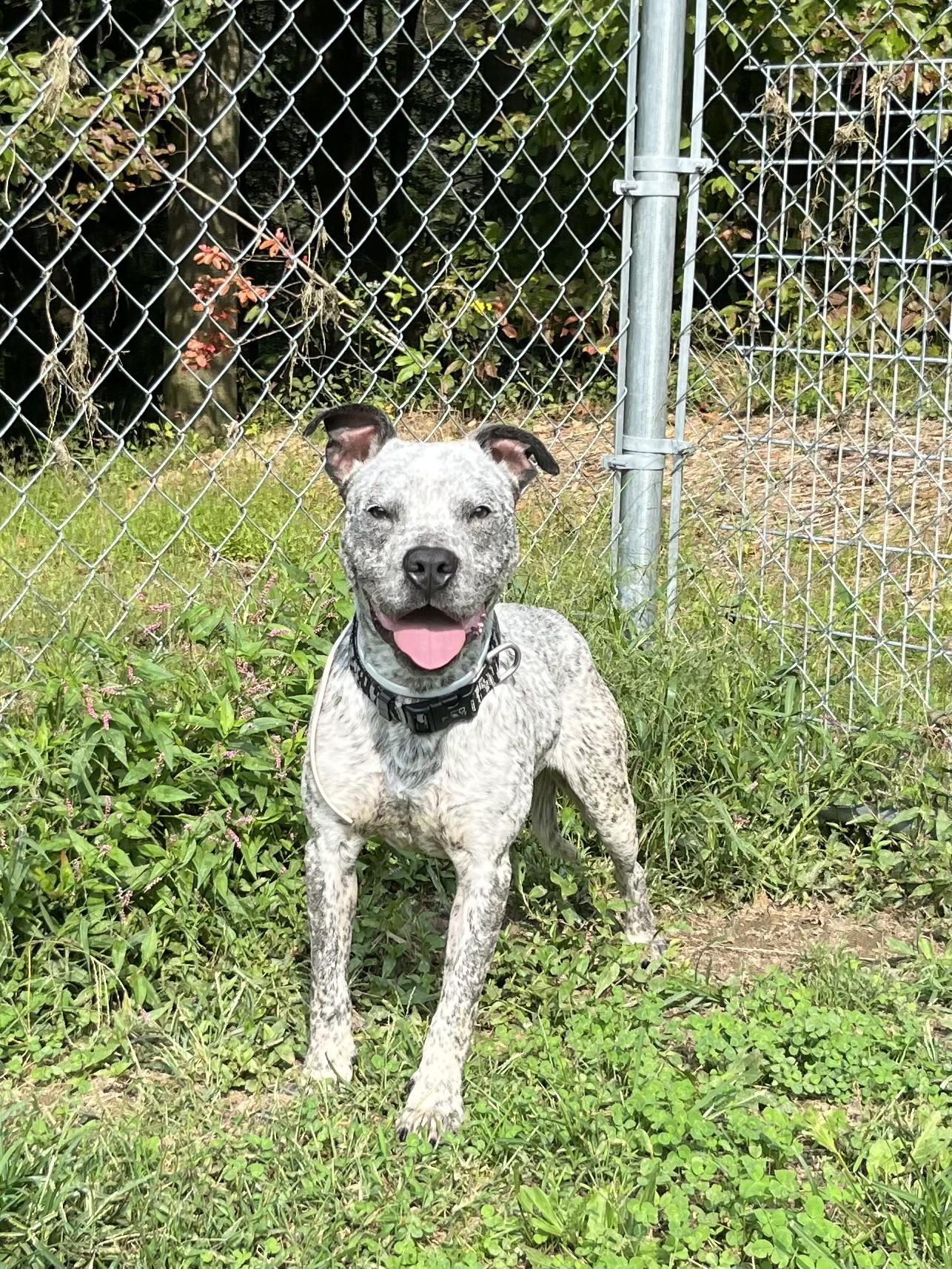Enlarge Romeo, a Adoptable mixed breed in Fayetteville, WV image 1/2