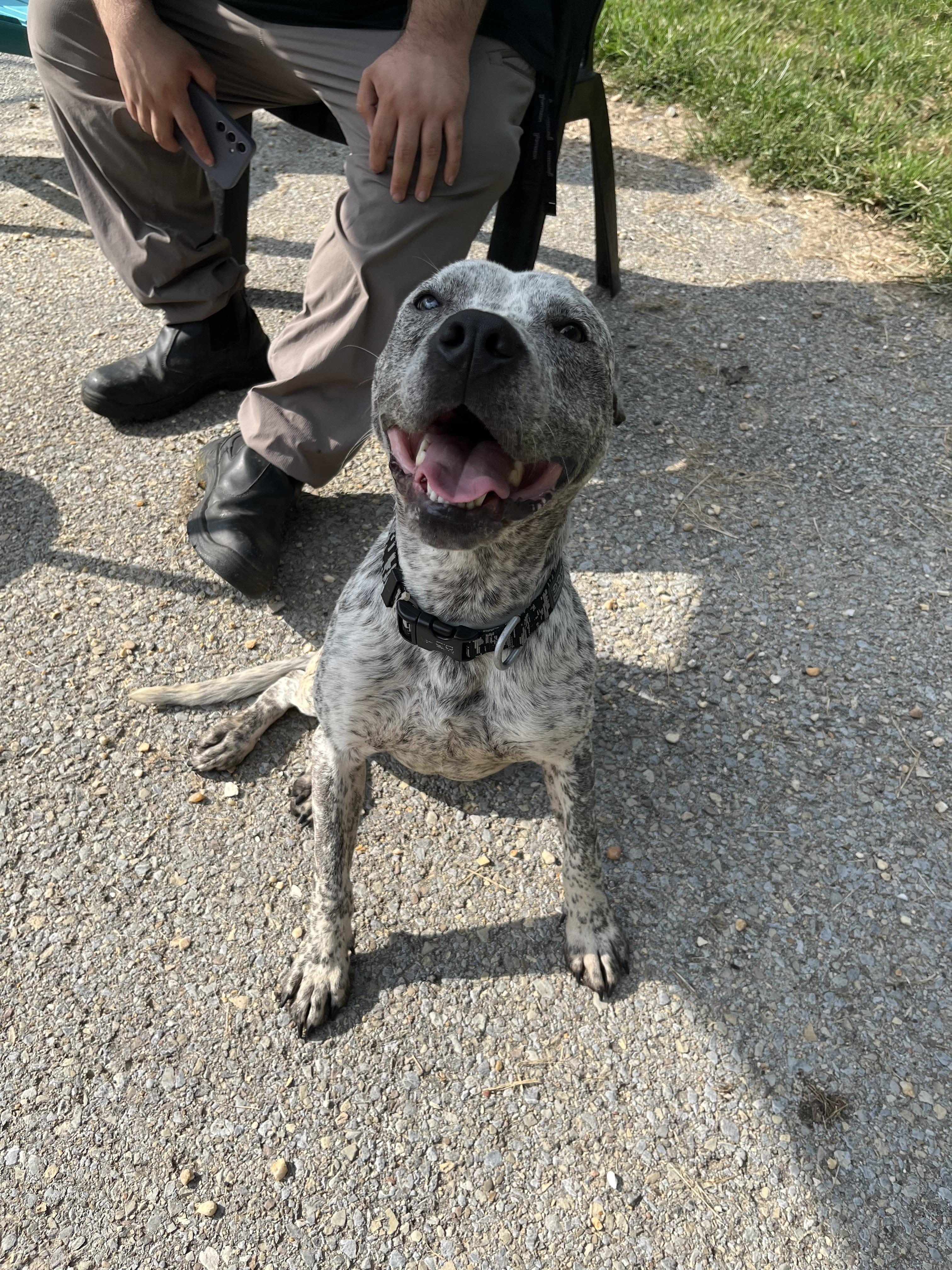 Enlarge Romeo, a Adoptable mixed breed in Fayetteville, WV image 2/2