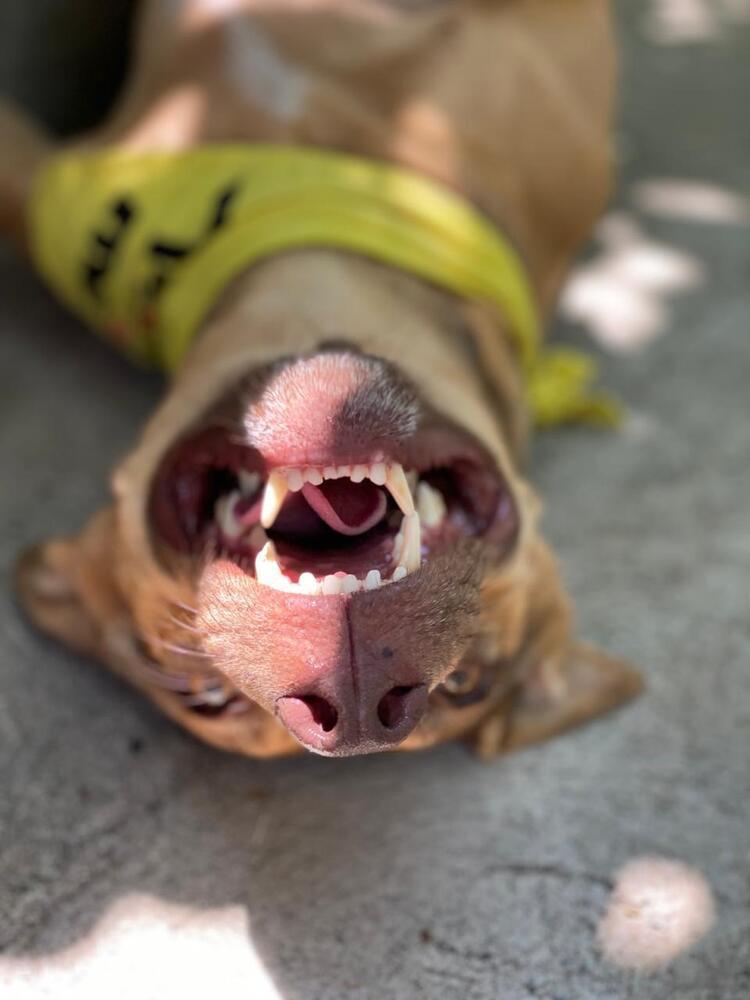 Enlarge Brownie, a Adoptable mixed breed in San Diego, CA image 1/6