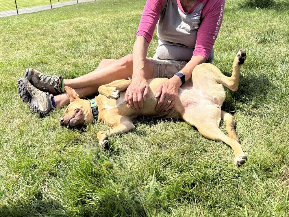 Brownie, a Adoptable mixed breed in San Diego, CA image 1/6
