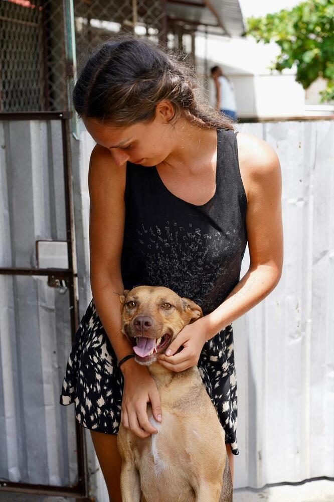 Enlarge Brownie, a Adoptable mixed breed in San Diego, CA image 2/6