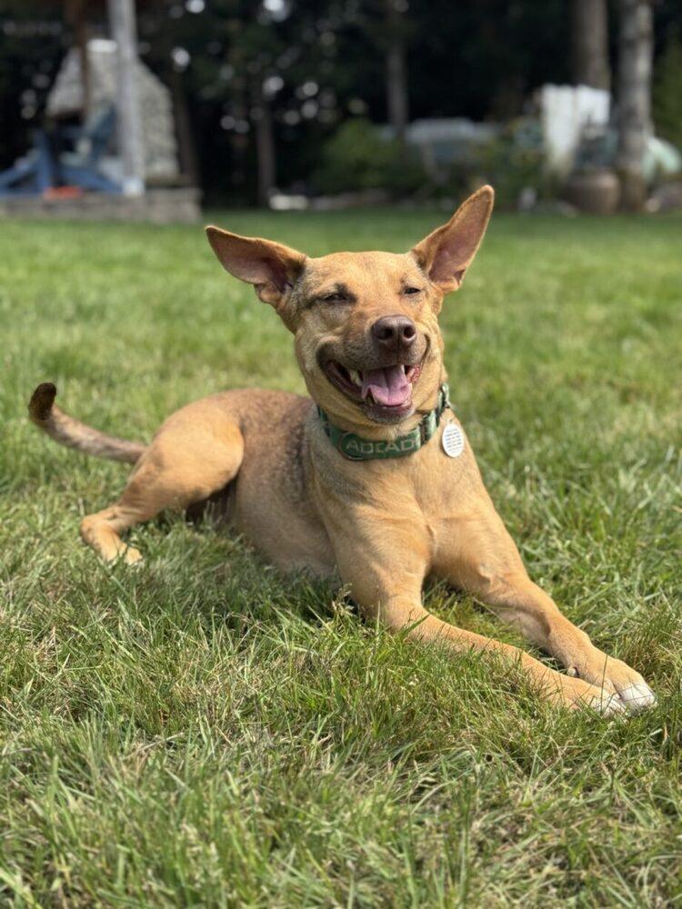 Brownie, a Adoptable mixed breed in San Diego, CA image 3/6