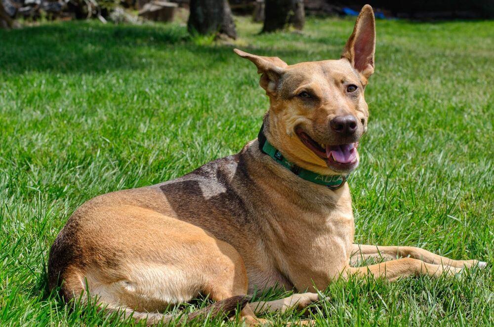 Brownie, a Adoptable mixed breed in San Diego, CA image 4/6